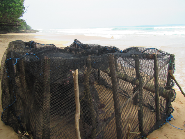 A Javan rhino was found dead on a beach on April 23. It probably died of natural causes.